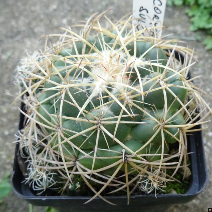 Coryphantha sulcolanata 30kč.jpg